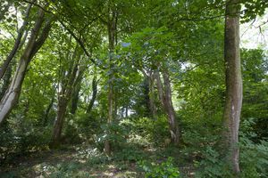 Woodland - click for photo gallery